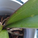Minute Spots on Top and Bottom of Orchid Leaves