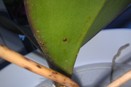 Minute Spots on Top and Bottom of Orchid Leaves