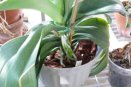 Phalaenopsis Roots Outside the Pot