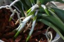 Phalaenopsis Roots Outside the Pot