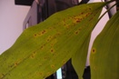 Leaf Blight on Stanhopea