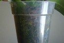 Algae in Clear Orchid Pot