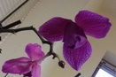Peloric Phalaenopsis
