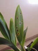Black Spots on Oncidium Leaf