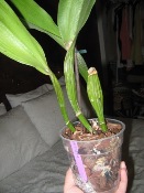 Cattleya Dehydrated Due to Lack of Water