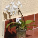 Repotting Miniature Phalaenopsis