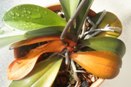 Phalaenopsis Leaves Yellowing