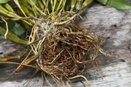 Leaf Loss Suggests Problems with Roots