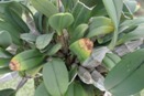 Black Leaf Tips on Dendrobium aggregatum