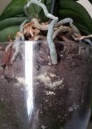 White Round Things in Orchid Pot