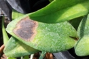 Should Sunburned Orchid Leaf Be Removed?