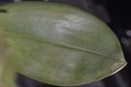 Brown Bumps on Orchid Leaves