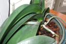 Phalaenopsis Roots Where Flower Spike Should Be