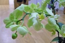 Floppy Phalaenopsis Flowers
