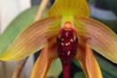 Maggots on Bulbophyllum