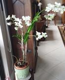 Orchid Too Big for Space