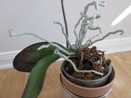 Aerial Roots