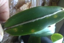 Chlorotic Spots on Cattleya Leaf