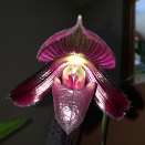 Paph's Pouch Dried Up