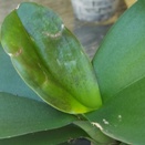 Phal and Dendrobium Leaves Damaged when Forming