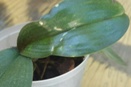 Phal and Dendrobium Leaves Damaged when Forming