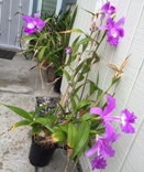 What Orchid is This?