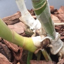 Cattleya in Sheath with New Growth