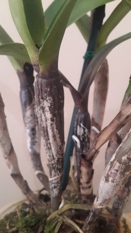 Cattleya Turning Brown from the Roots