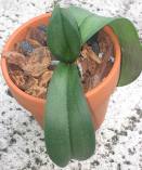 Phal Leaves Look Dehydrated