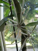 Strange Growth on Dendrobium?