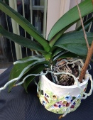 To Pot or Not Repot My Phal
