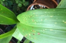 Leaf Spotting on Oncidium Alliance Plant