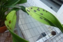 Dark Spots on Tips of Mature Cattleyas