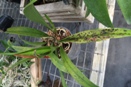 Sunken Black Spots on Cattleya