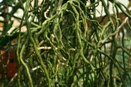 Algae on Vanda Roots