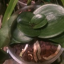 Thick Small Leaves on Phalaenopsis