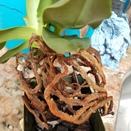 Paphiopedilum Roots