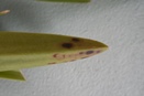 Spotting on Cattleya Leaf Tips