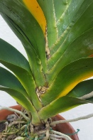 Angraecum Leaves Yellowing