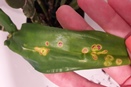 Red Circular Lesions on Dendrobium