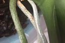 Brown Spots on Phal Roots