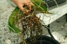 Why  You Repot Orchids