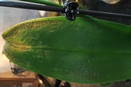 Oozing Spot on Phalaenopsis