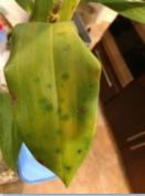 Sunken Spots on Dendrobium Leaf