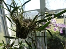 Orchid Needs Repotting