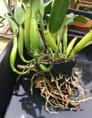 Repotting, What to Do with all these Cattleya Roots
