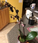 Phal Lost Its Blooms
