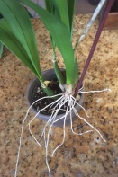What to Do with Aerial Roots