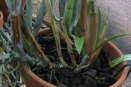 Soft Brown Rot on Cattleya