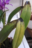 Black Pitted Spots on Cattleya